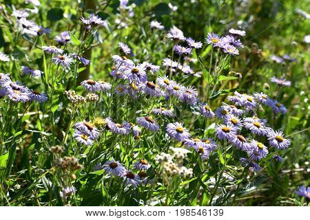 Flowers at Pearl Lake State Park in Colorado