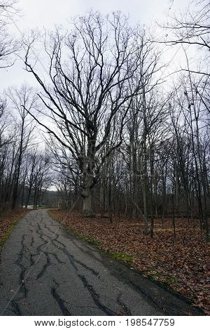 A majestic oak tree stands beside the paved hiking trail through the Hammel Woods Forest Preserve in Shorewood, Illinois.