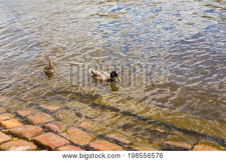 Birds and animals in wildlife. Funny mallard duck swims in lake or river with blue water