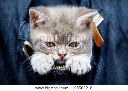 Skottish-straity little cute kitten in a denim bag