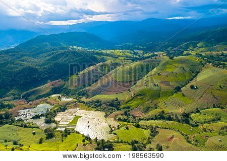 Aerial top view photo from flying drone of green rice fields in countryside Land with grown plants of paddy and sea of fog at Pa Pong Piang Thailand.