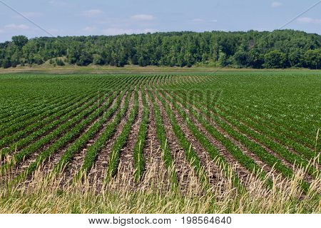 Sunny Field of straight rows of soybeans