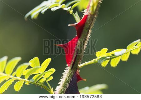 Spines of the chinese rose Rosa omeiensis.