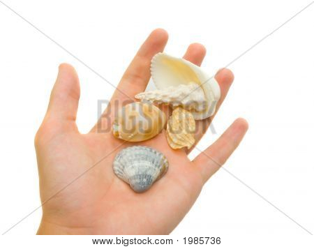 Conchiglie unici