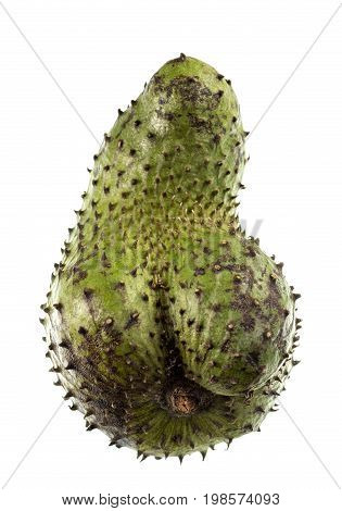 Soursop is a dark green and prickly fruit of the broadleaf evergreen tree Annona muricata with a juicy acid whitish and aromatic flesh.