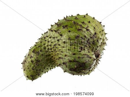 Soursop is a dark green and prickly fruit of the broadleaf evergreen tree Annona muricata with a juicy acid whitish and aromatic flesh.