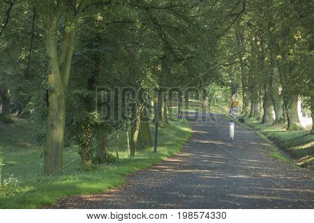 A woman walks a linden alley on a summer morning