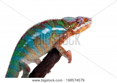The panther chameleon, Furcifer pardalis isolated on white background