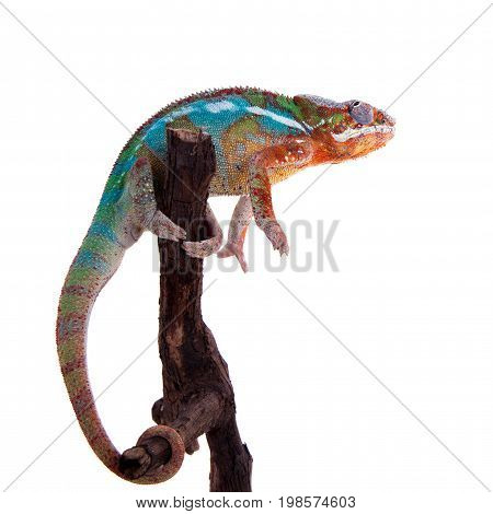 The panther chameleon, Furcifer pardalis isolated on white background