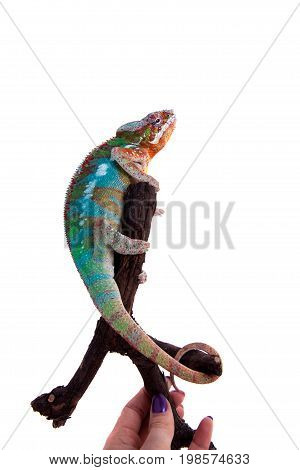 The panther chameleon, Furcifer pardalis isolated on white background