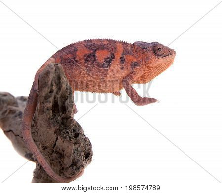 The panther chameleon, Furcifer pardalis isolated on white background