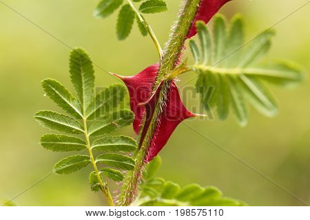 Spines of the chinese rose Rosa omeiensis.