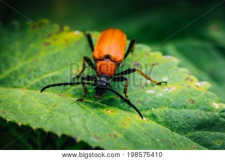 Closeup of a red beetle sitting on a green leaf. Detailed macro shot of an insect