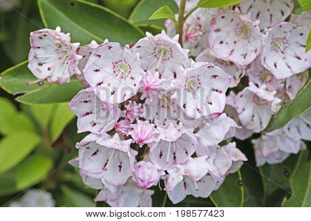 Mountain Laurel in Bloom along the Blue Ridge Parkway in North Carolina