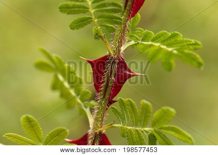 Spines of the chinese rose Rosa omeiensis.