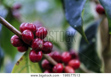 Red coffee beans ready to harvest in a tree