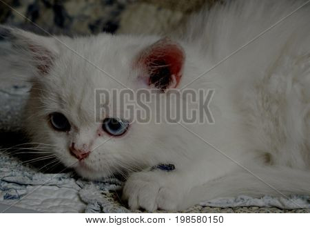 a cat playing with something we didn't see