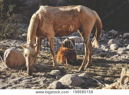 A baby horse with her mother in the way of the village Las Peñas