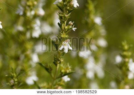 Flowers of Winter savory Satureja montana a herb from the Mediterranean region used as medicine and in cuisine.