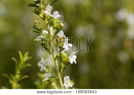 Flowers of Winter savory Satureja montana a herb from the Mediterranean region used as medicine and in cuisine.
