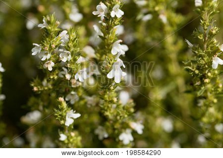 Flowers of Winter savory Satureja montana a herb from the Mediterranean region used as medicine and in cuisine.