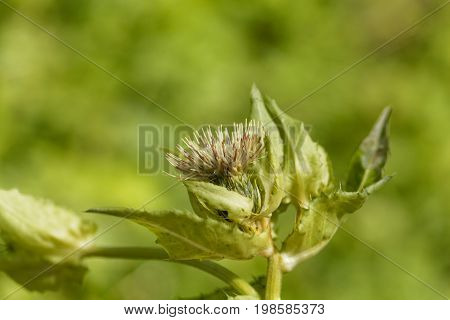 Flower of a Cabbage thistle Cirsium oleraceum.
