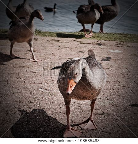 Wild Ducks On The Lake