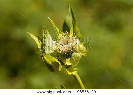 Flower of a Cabbage thistle Cirsium oleraceum.