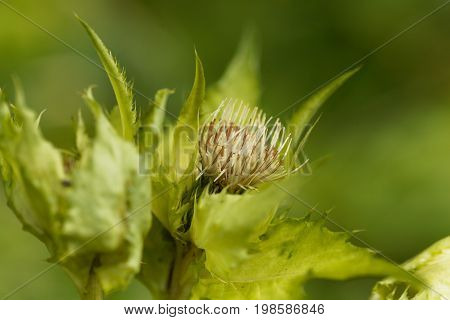 Flower of a Cabbage thistle Cirsium oleraceum.