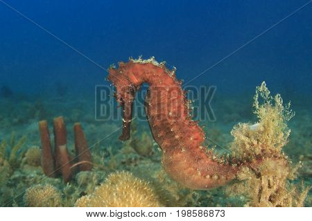 Pregnant Thorny Seahorse. The male seahorse carries the young in a pouch