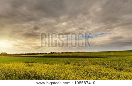 Field of bright yellow rapeseed in spring. Rapeseed oil seed rape