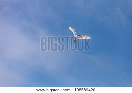 Great Egret Ardea Alba Flies Over A Marsh In Bolsa Chica Wetlands