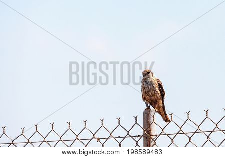 Merlin Falco Columbarius Bird Of Prey Perches On A Post In The Bolsa Chica Wetlands