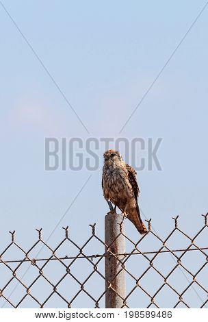 Merlin Falco Columbarius Bird Of Prey Perches On A Post In The Bolsa Chica Wetlands