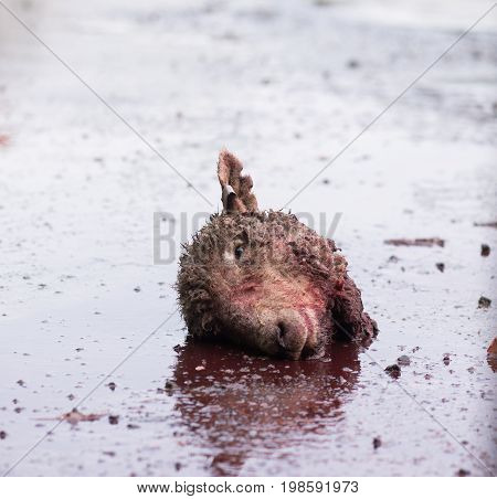 Bloodied head of a sheep on the ground outside a meat rendering plant where abattoir waste is processed to make meat and bone meal.