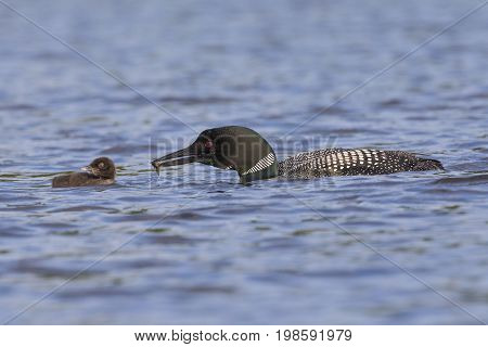 A Common Loon (Gavia immer) carries a freshly caught fish to its chick - Ontario Canada