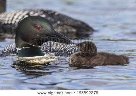 A week-old Common Loon chick (Gavia immer) touches bills with its parent - Ontario Canada
