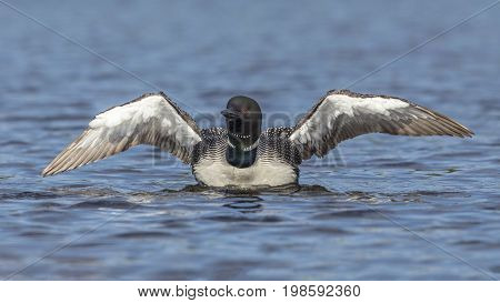 A Common Loon (Gavia immer) rises from the water to shake its wings dry - Ontario Canada