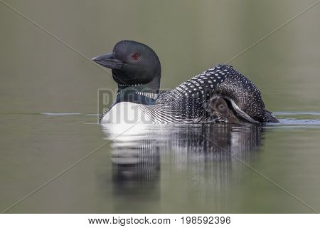 A week-old Common Loon chick (Gavia immer) seeks shelter under the protective wing of its mother - Ontario Canada
