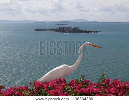 Great White Egret/Heron on top of Bougainvillea on a cliff in Puerto Rico.