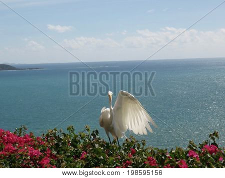 Wing Extended - Spectacular Great Egret/Great White Heron on Bougainvillea
on a cliff in Puerto Rico overlooking the ocean.