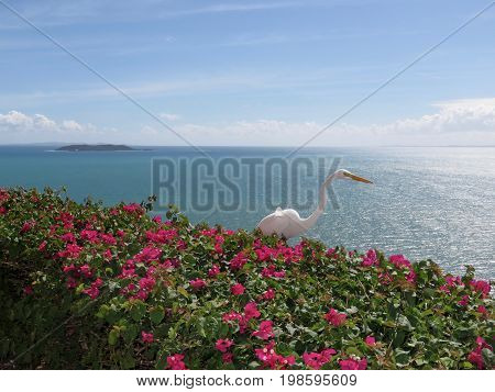 Spectacular Great Egret/Great White Heron on Bougainvillea on a cliff
in Puerto Rico overlooking the ocean.