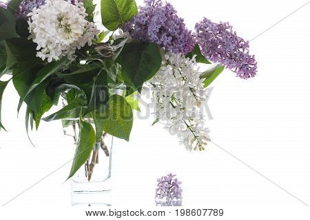 Bouquet Of Lilac