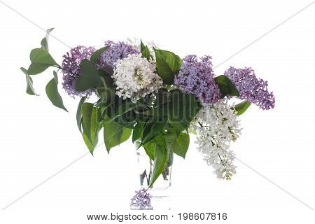 Bouquet Of Lilac