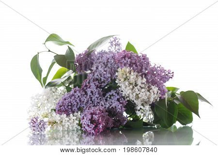 Bouquet Of Lilac