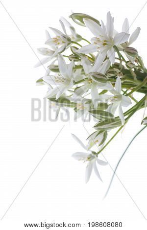 Ornithogalum umbellatum .Beautiful white flowers on a white background