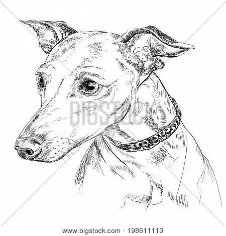 Vector outline portrait of Italian Greyhound in black color hand drawing illustration on white background