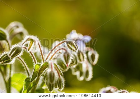 Beautiful starflower buds and flowers in the evening sun. Vibrant summer scenery of a garden.