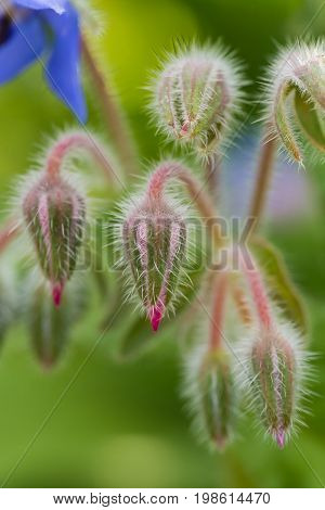 Beautiful starflower buds and flowers in the evening sun. Vibrant summer scenery of a garden.