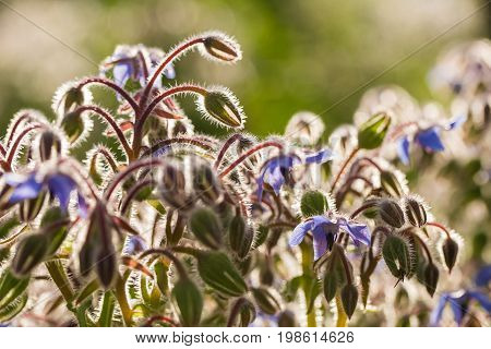 Beautiful starflower buds and flowers in the evening sun. Vibrant summer scenery of a garden.